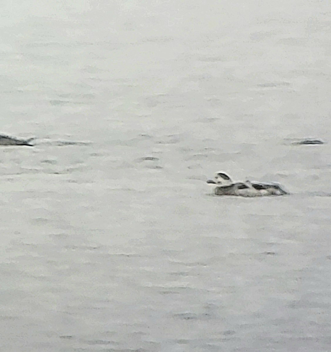 Long-tailed Duck - ML646189466