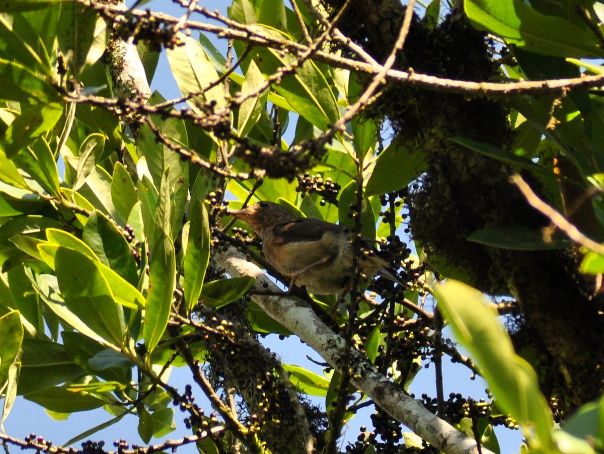 Yellow-legged Thrush - ML646189467