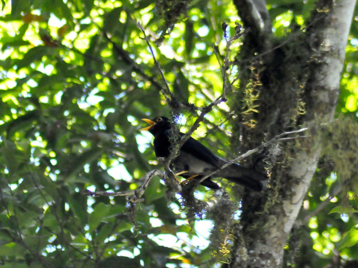 Yellow-legged Thrush - ML646189468