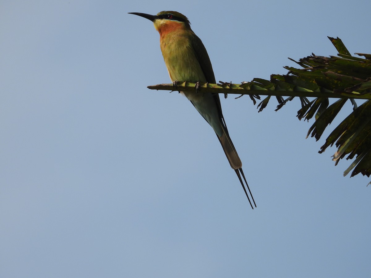 Blue-tailed Bee-eater - ML646189470