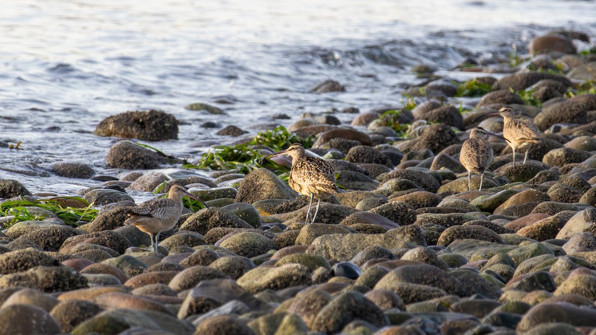 Hudsonian Whimbrel - ML646189473