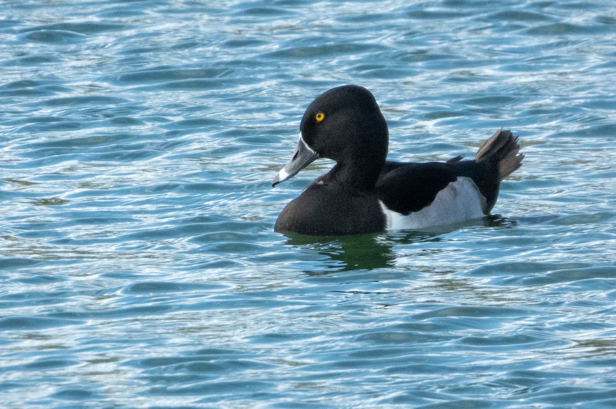 צולל צווארון - ML646189475