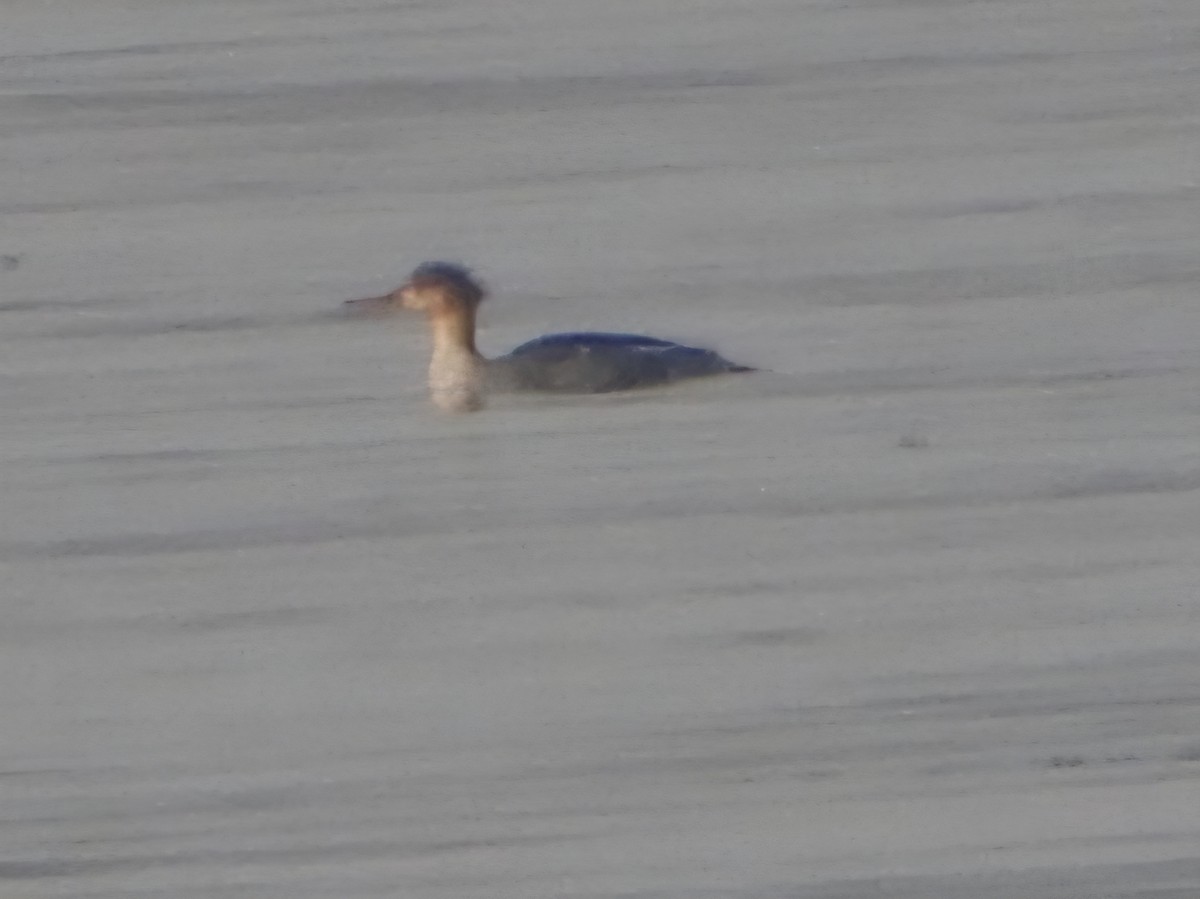 Red-breasted Merganser - ML646189478