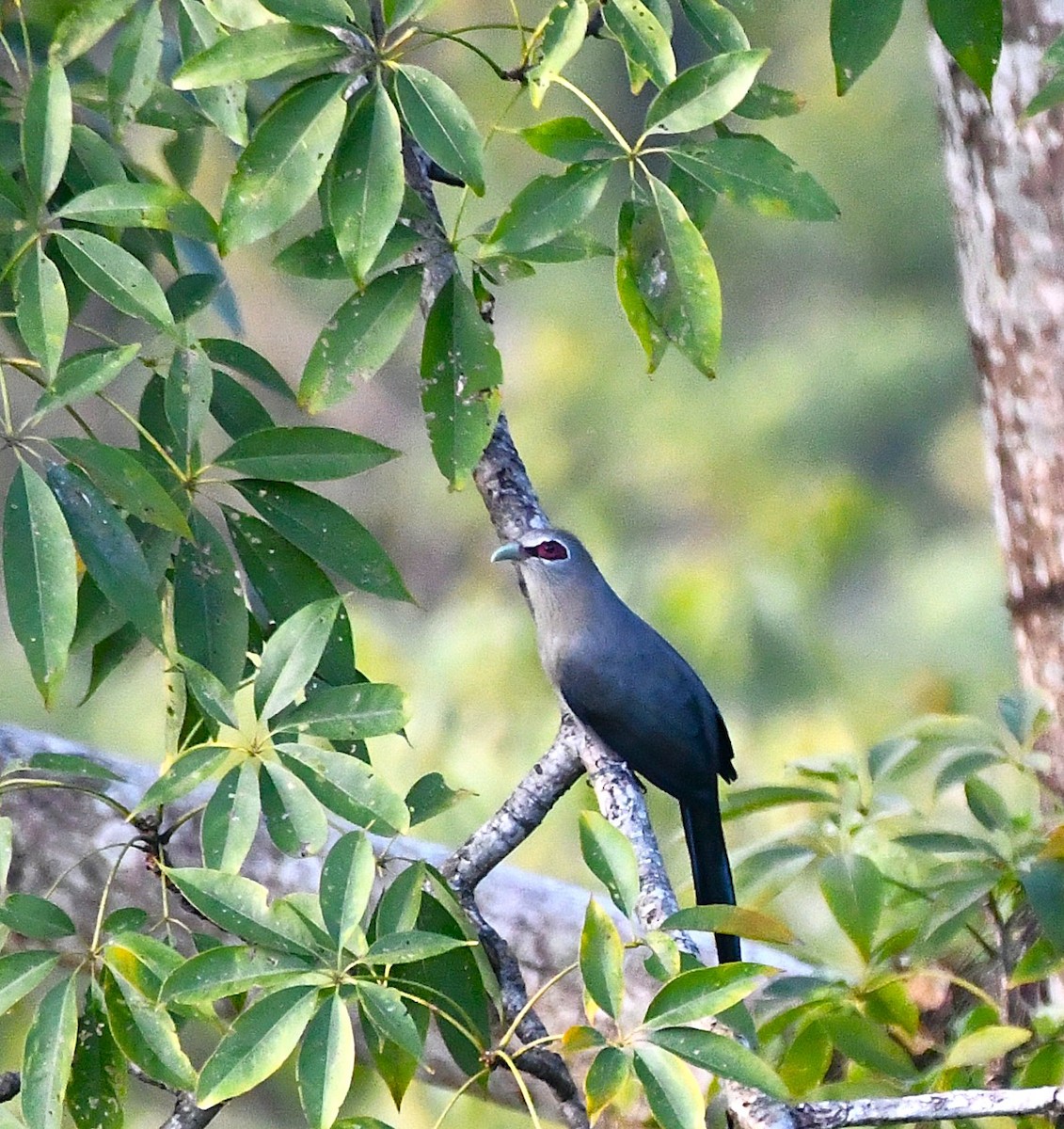Green-billed Malkoha - ML646189483