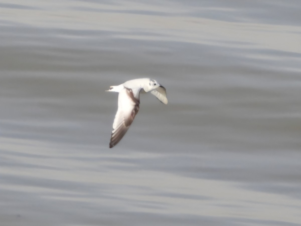 Little Gull - ML646189484