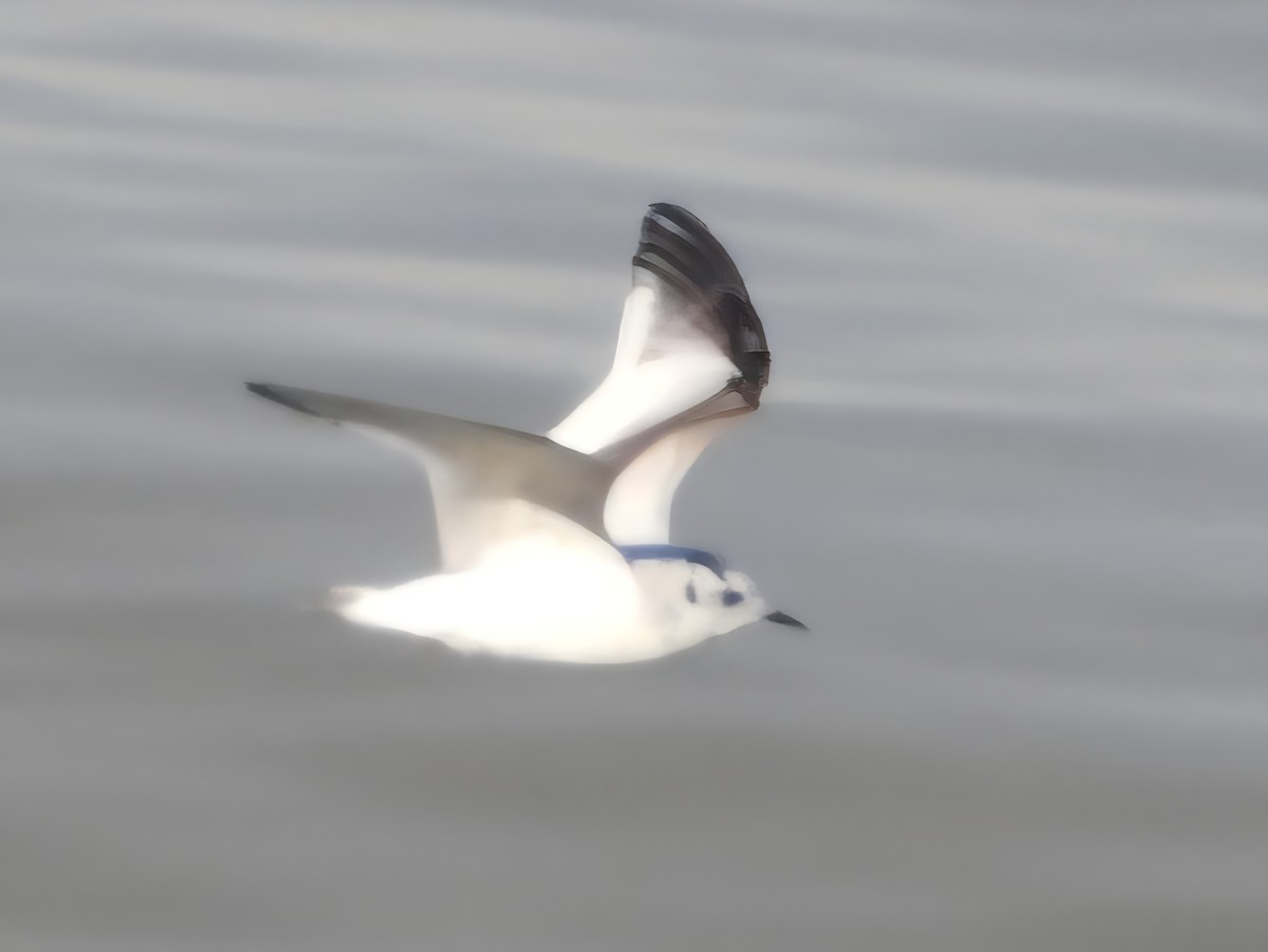 Little Gull - ML646189485