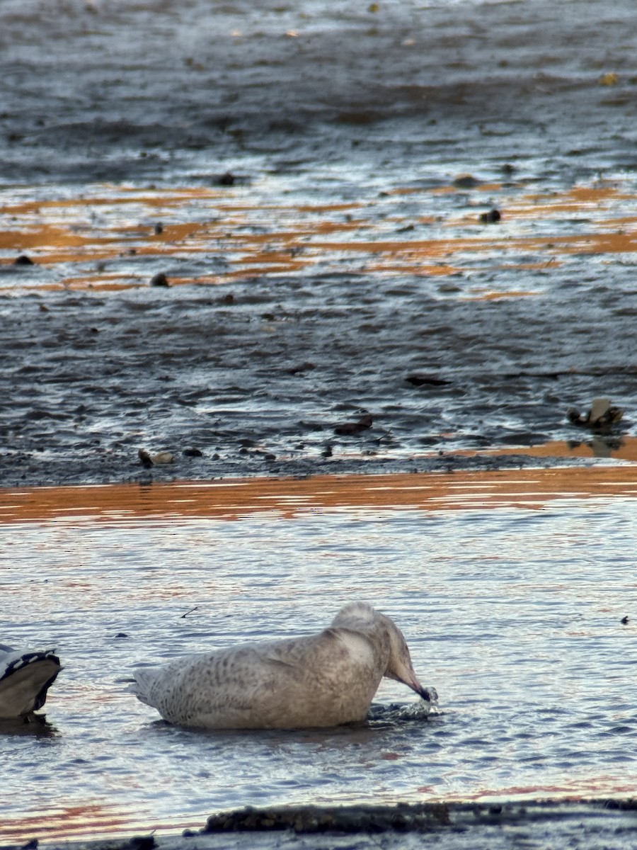 Gavión Hiperbóreo - ML646189494