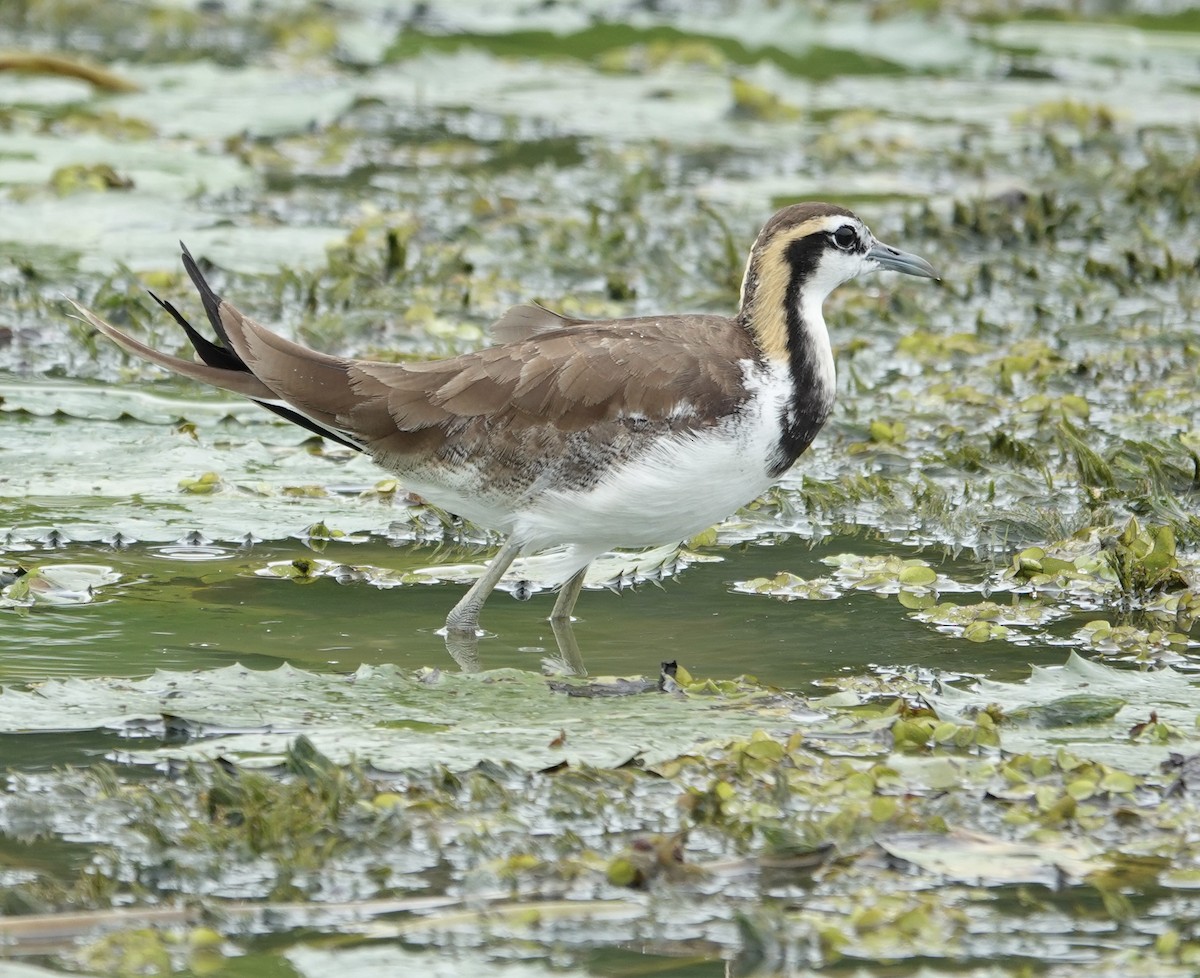 fasanbladhøne - ML646189498