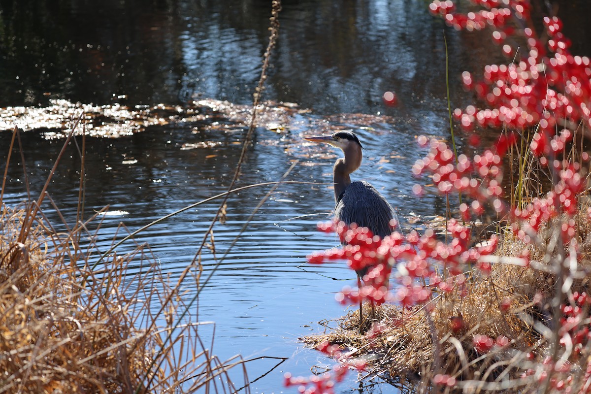 Great Blue Heron - ML646189500
