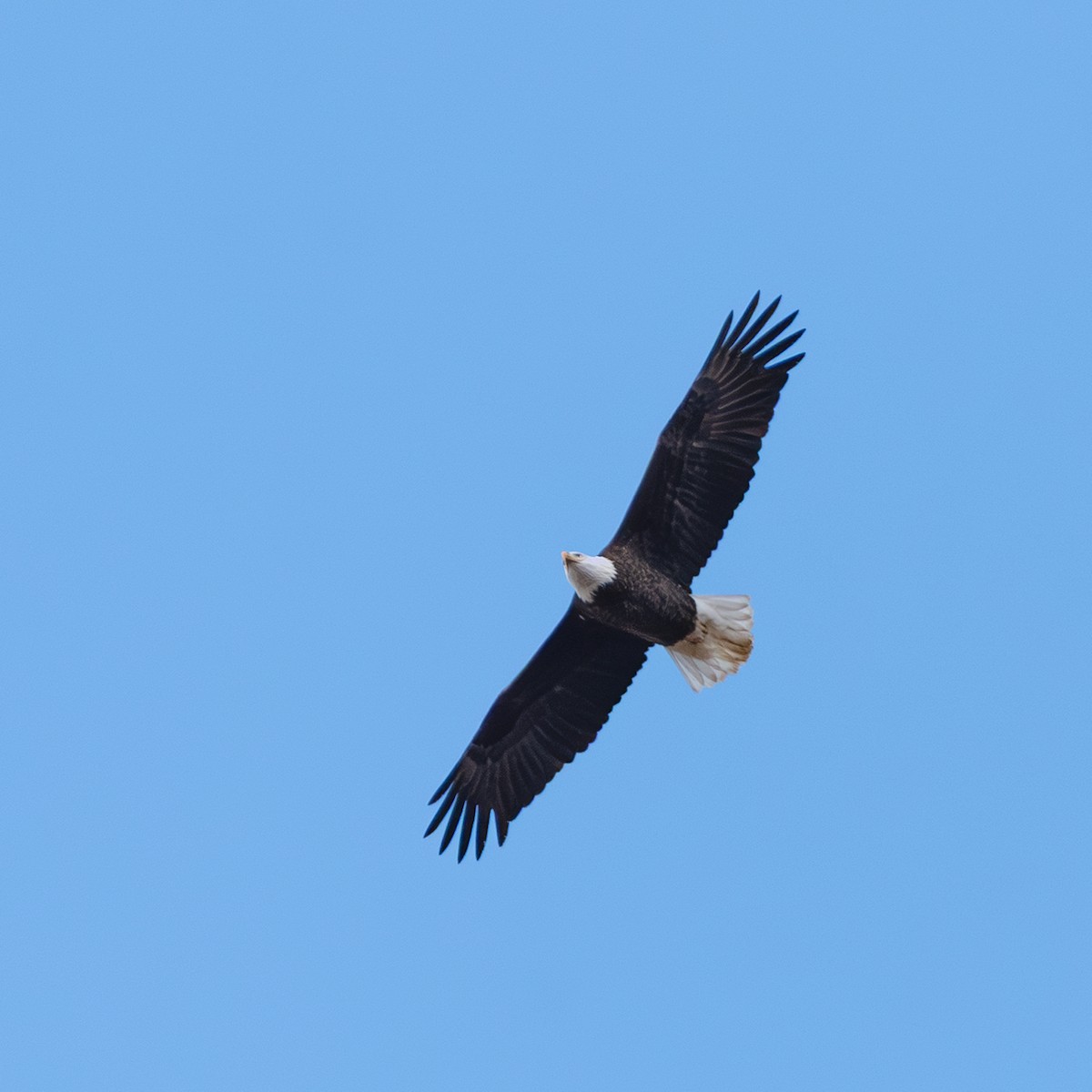 Bald Eagle - ML646189502