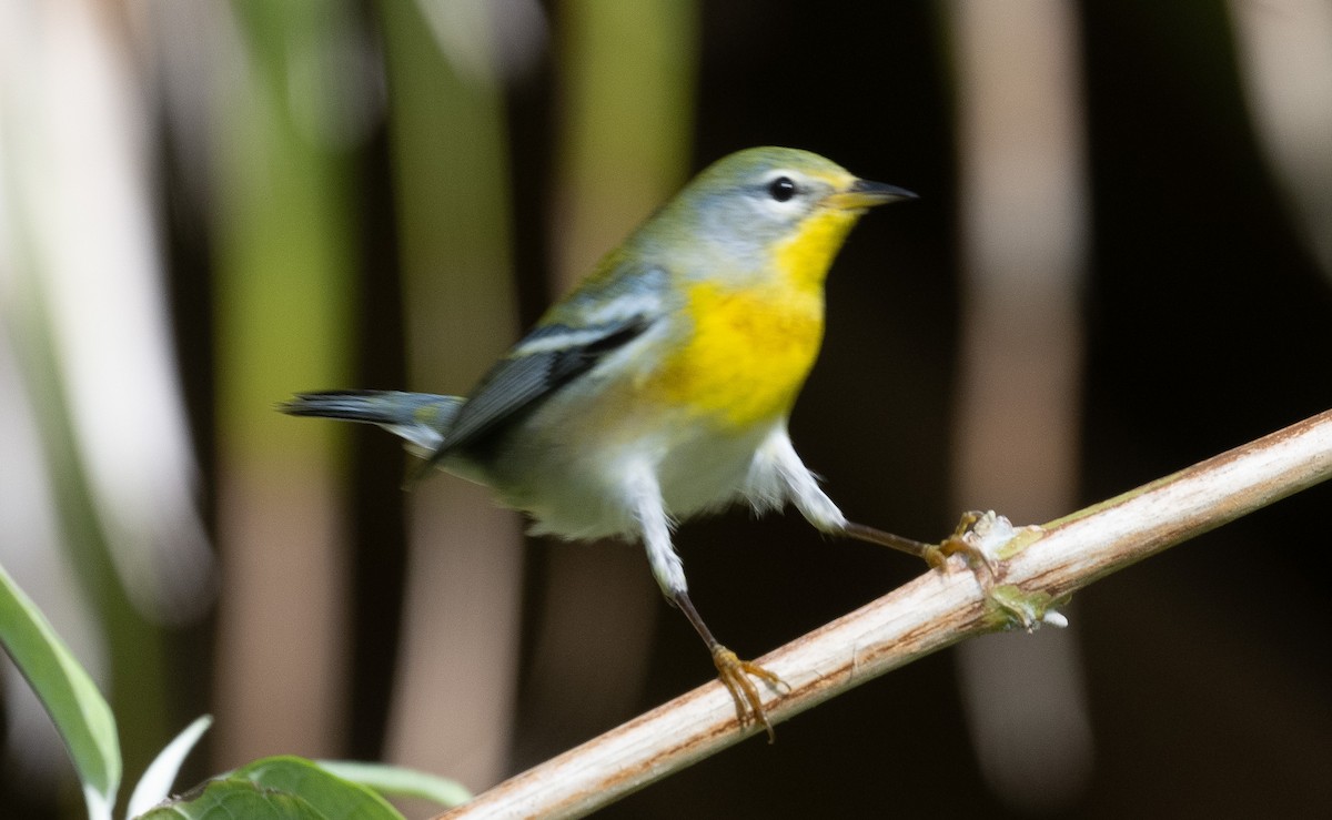 Очковая древесница - ML646189504