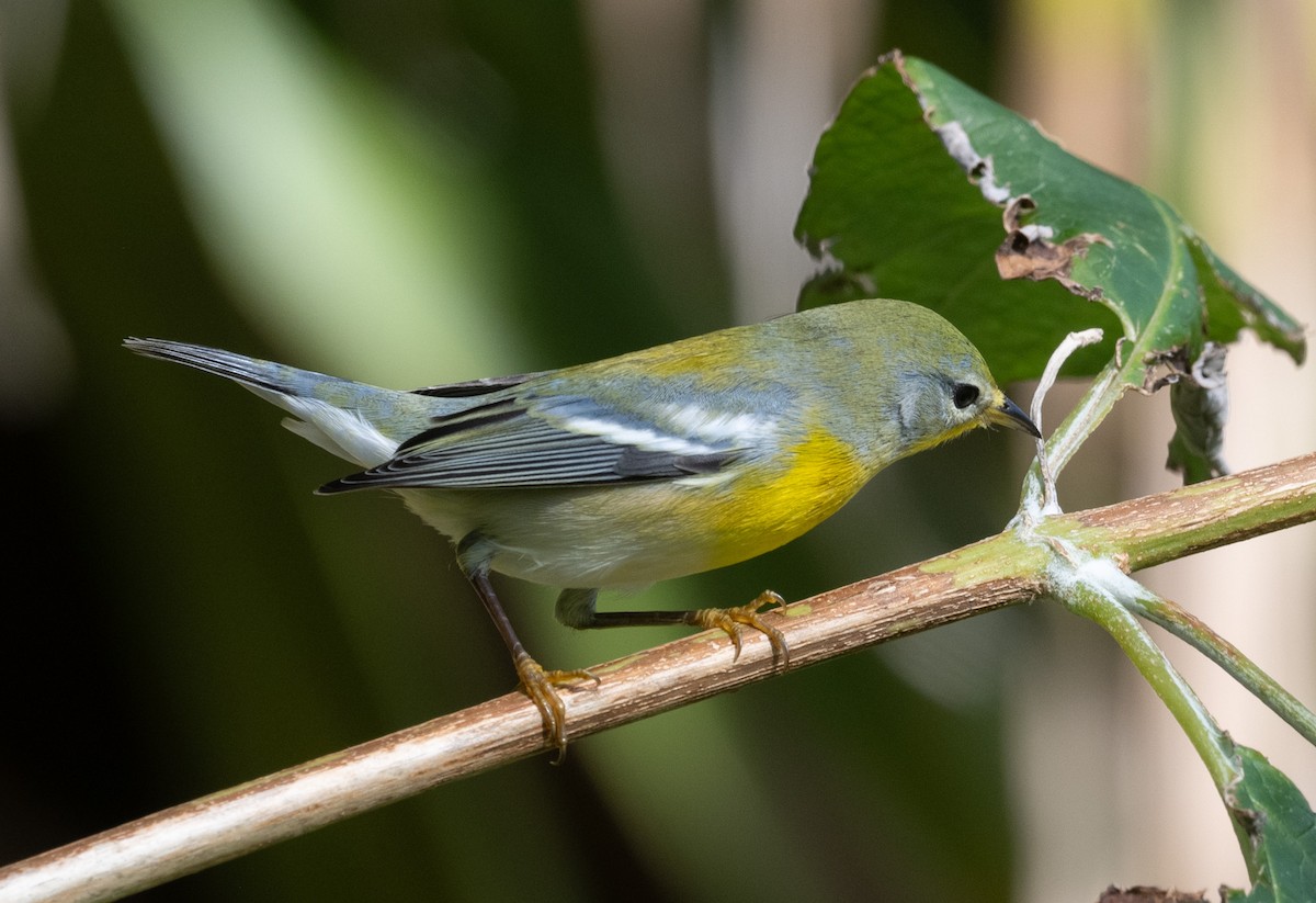 Очковая древесница - ML646189505