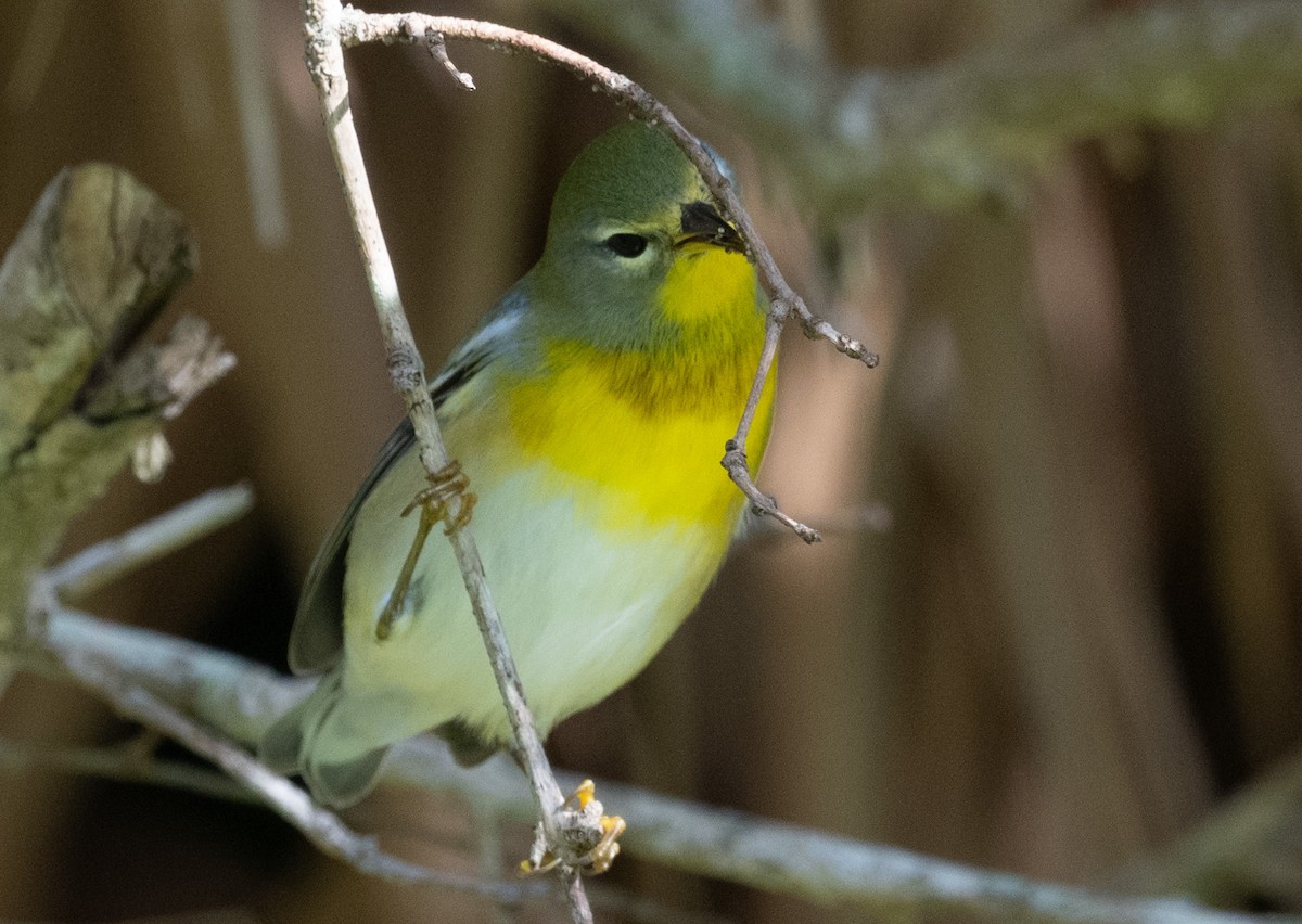 Очковая древесница - ML646189506