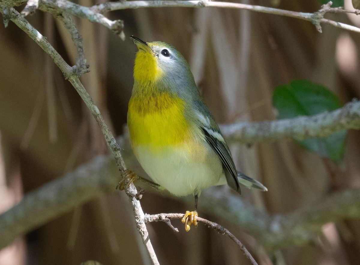 Очковая древесница - ML646189507