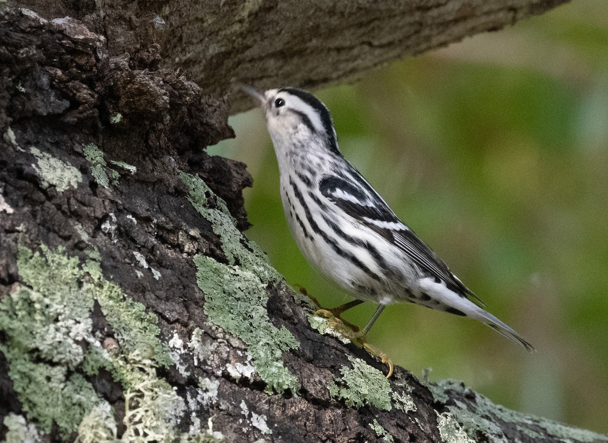 Black-and-white Warbler - ML646189515