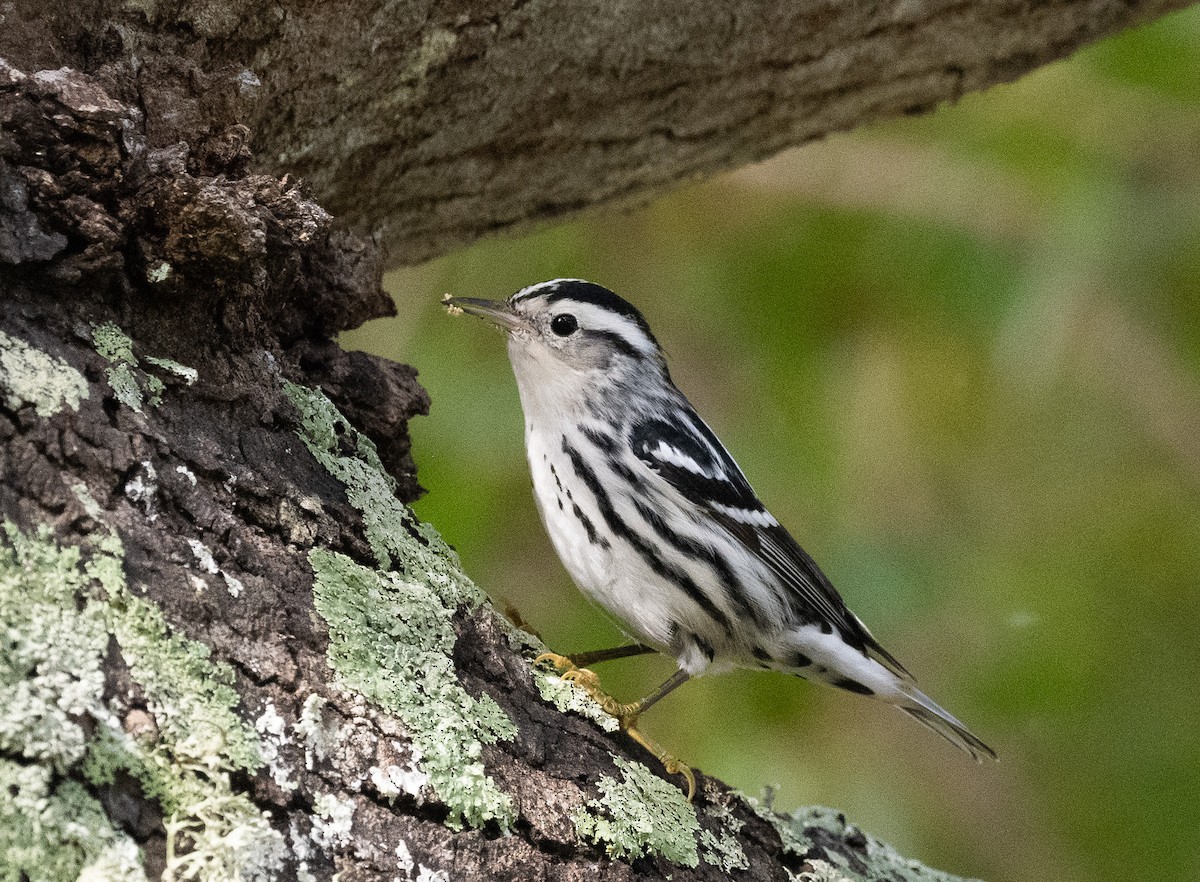 Black-and-white Warbler - ML646189516