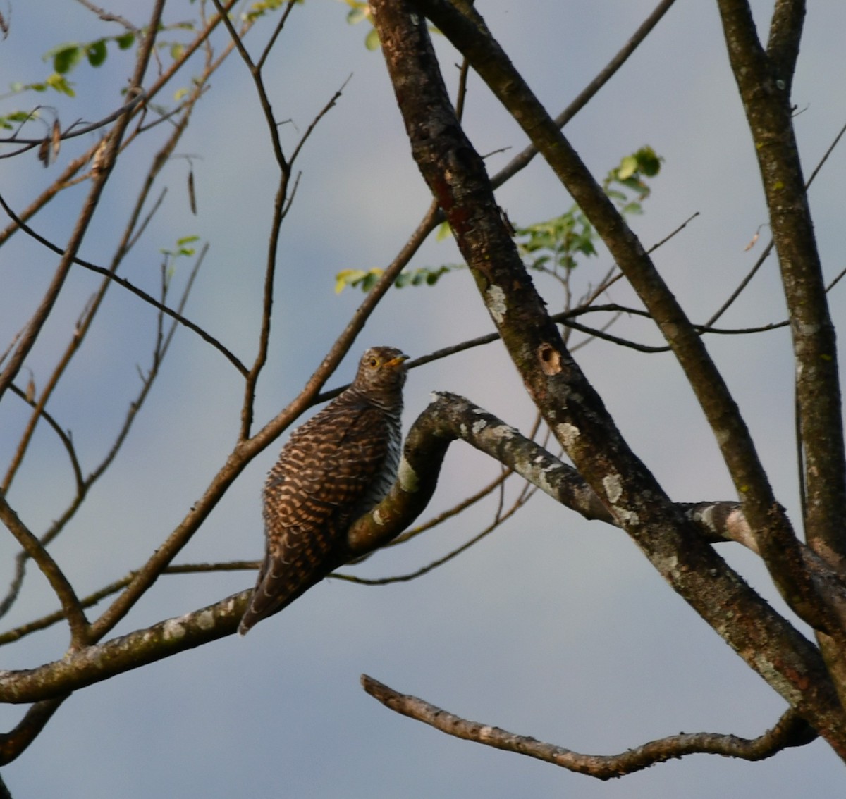 Common Cuckoo - ML646189517