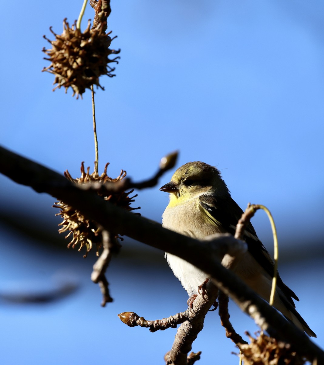 American Goldfinch - ML646189522