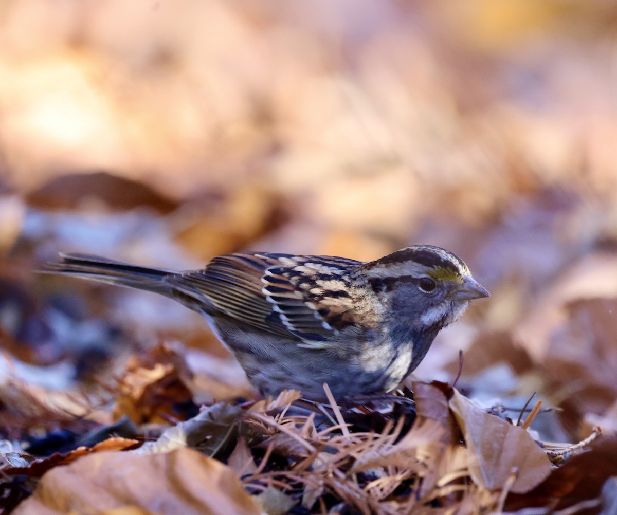 White-throated Sparrow - ML646189529
