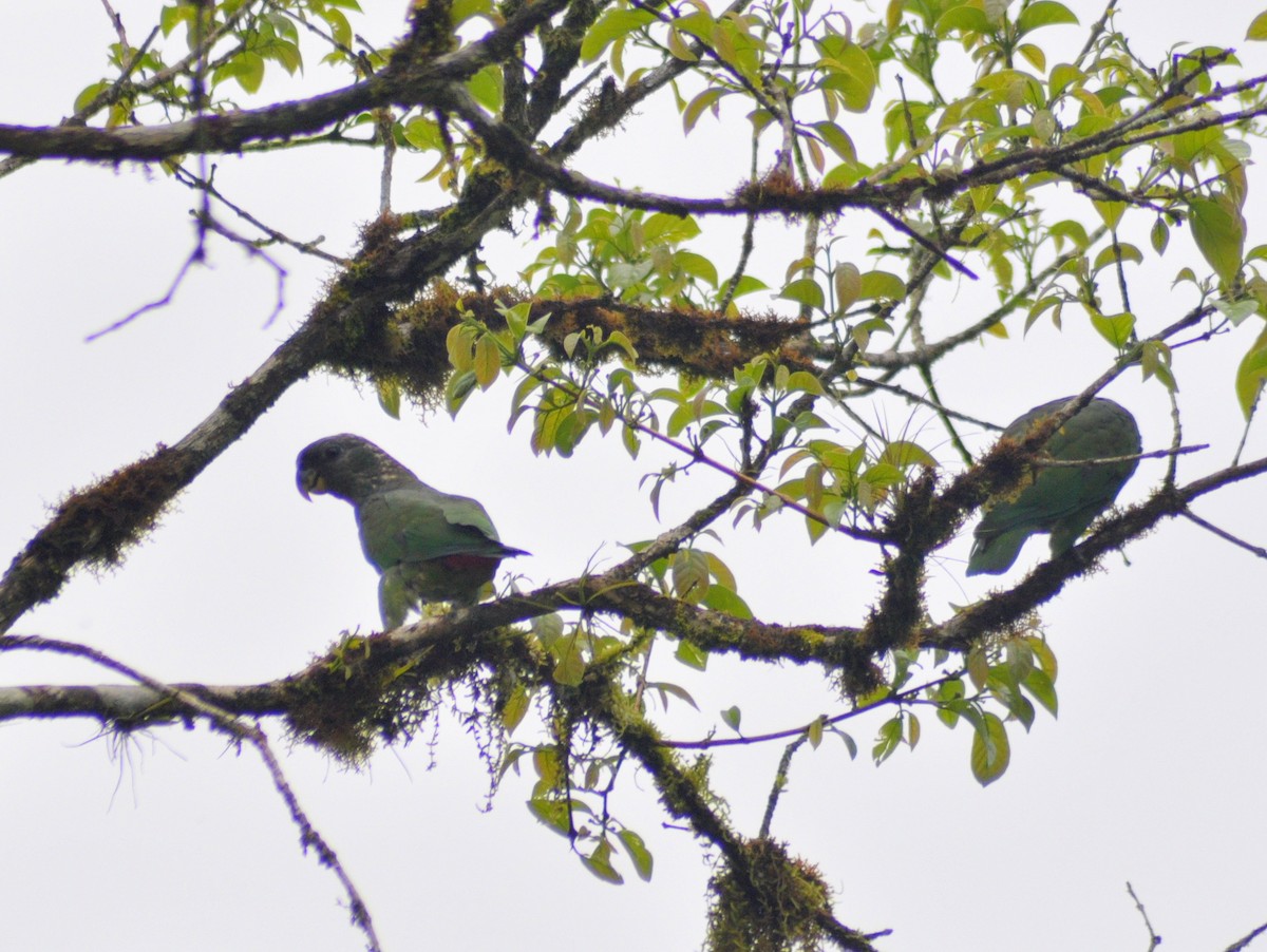 Папуга-червоногуз зеленощокий - ML646189530