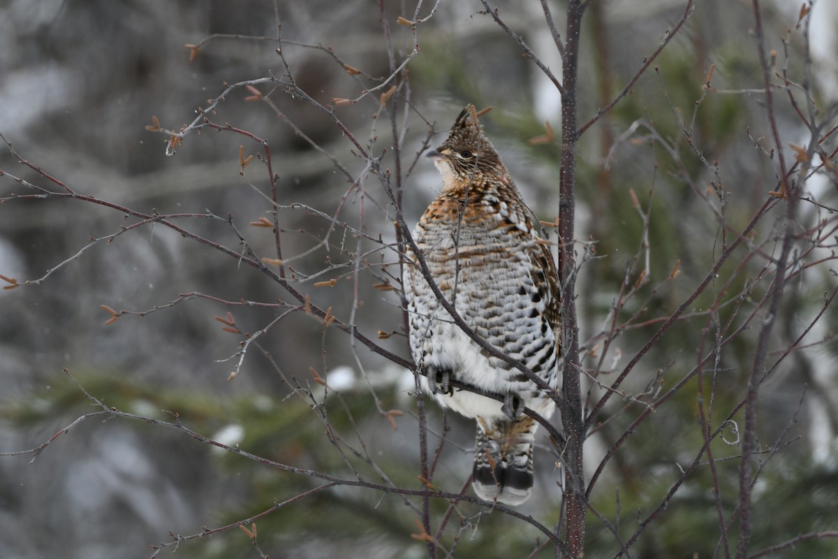 jeřábek kanadský - ML646189535