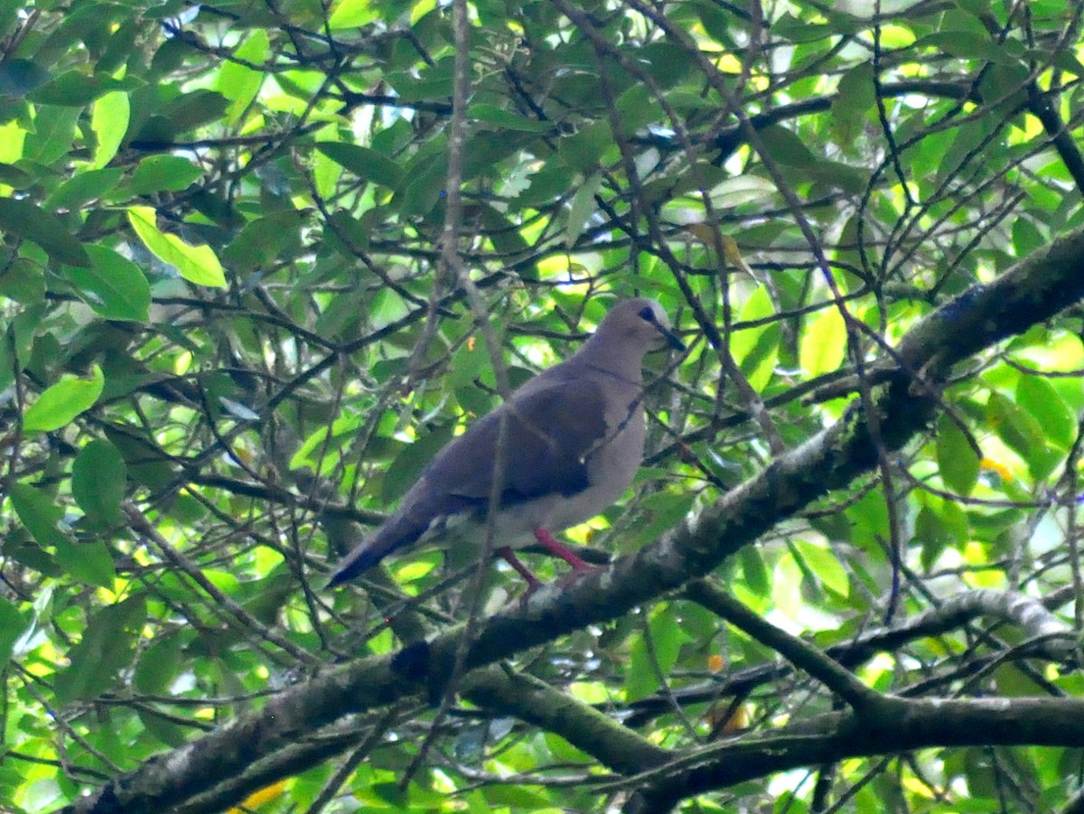 Gray-fronted Dove - ML646189536