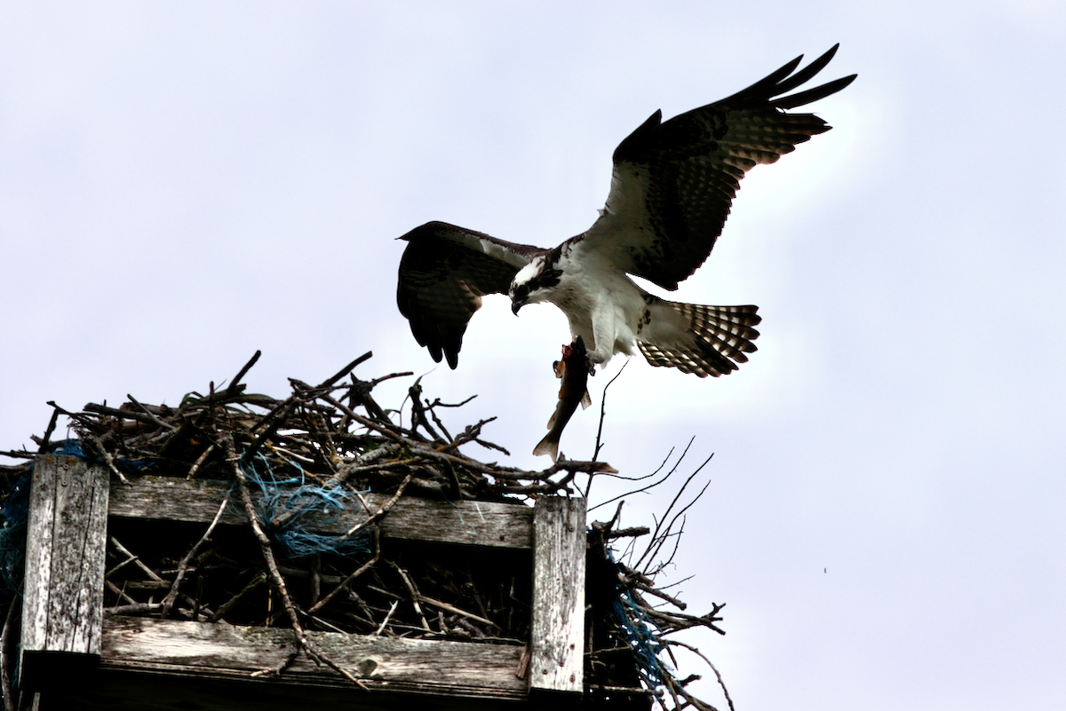 Osprey - ML646189537