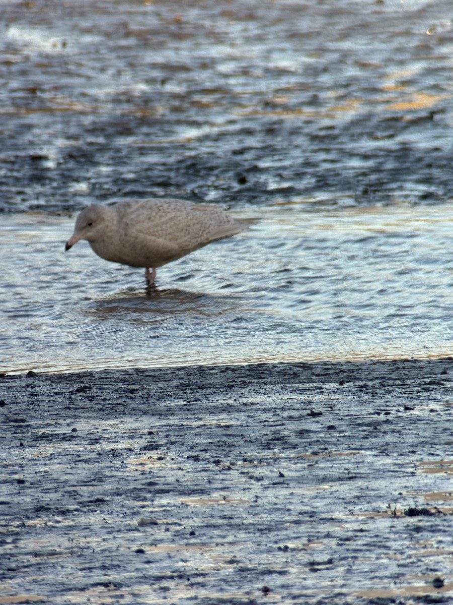 Gavión Hiperbóreo - ML646189545