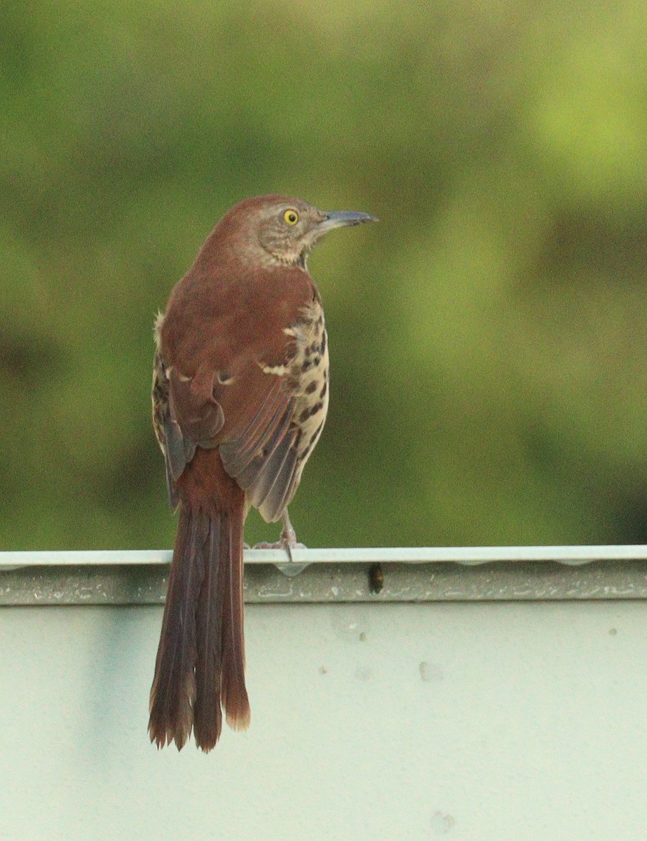 Brown Thrasher - ML646189551