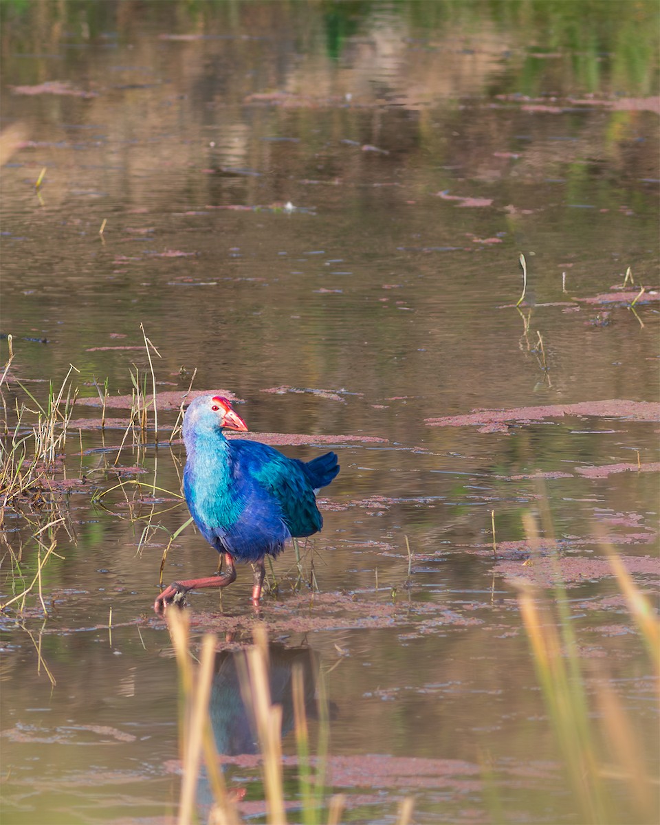 ハイガシラセイケイ - ML646189552