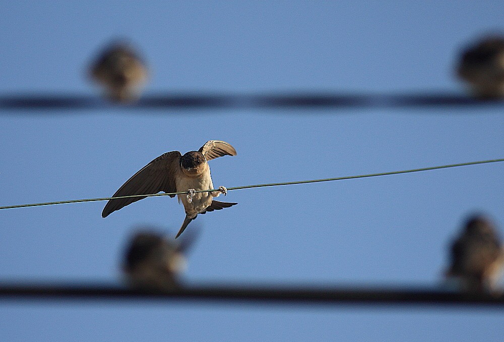 Western House-Martin - ML646189555