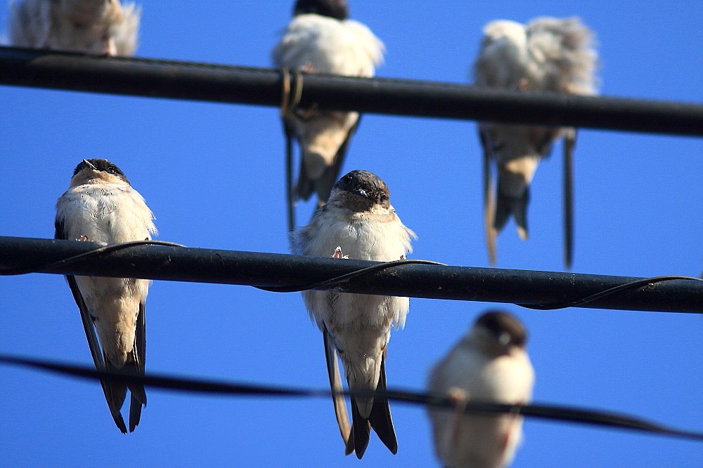 Western House-Martin - ML646189556