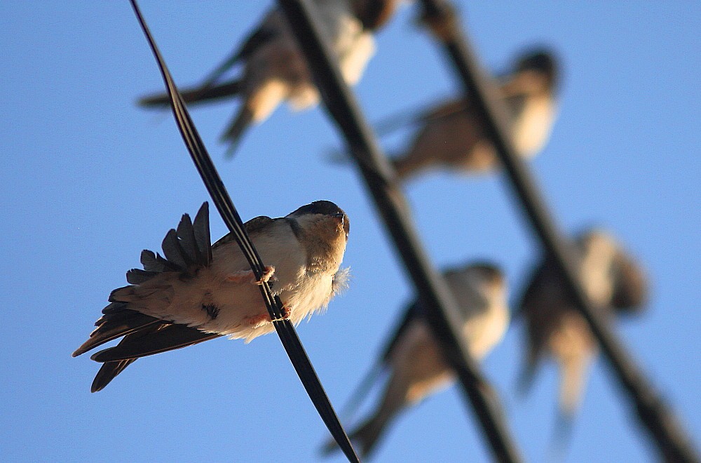 Western House-Martin - ML646189557