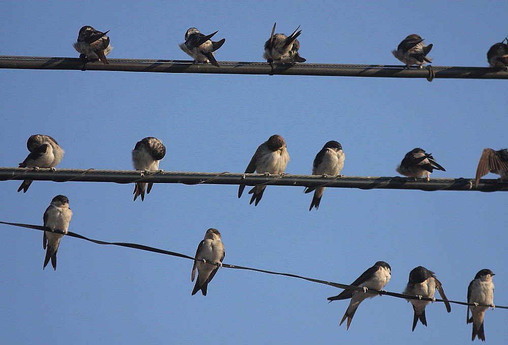 Western House-Martin - ML646189558