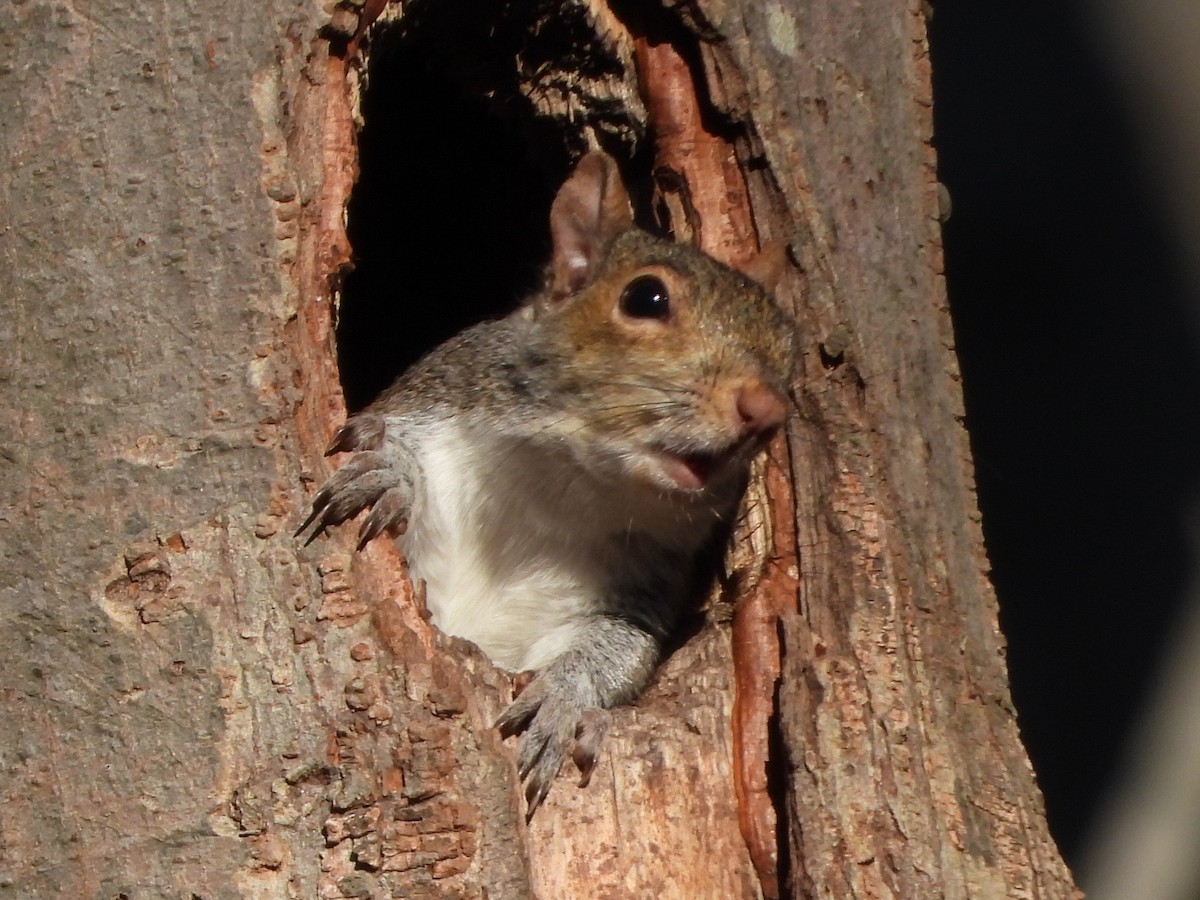 Eastern Gray Squirrel - ML646189559