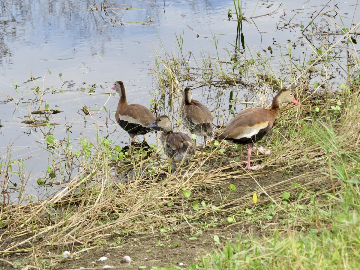 Black-bellied Whistling-Duck - ML646189567