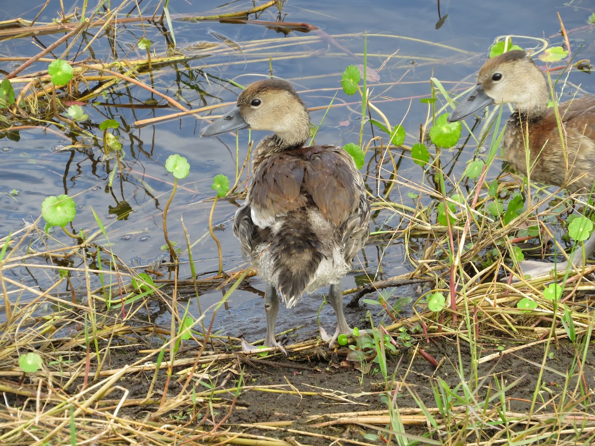 Black-bellied Whistling-Duck - ML646189568