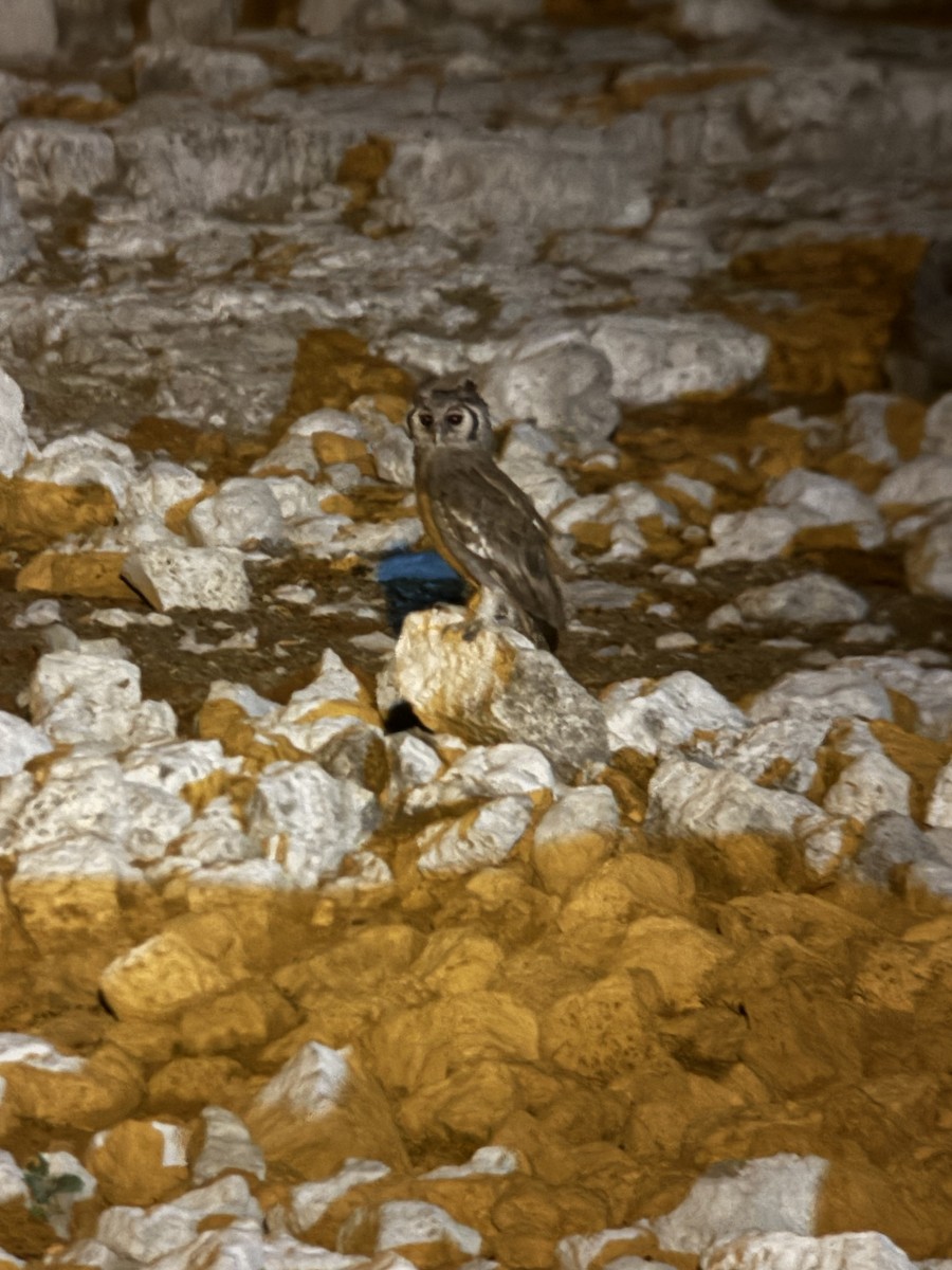 Verreaux's Eagle-Owl - ML646189569