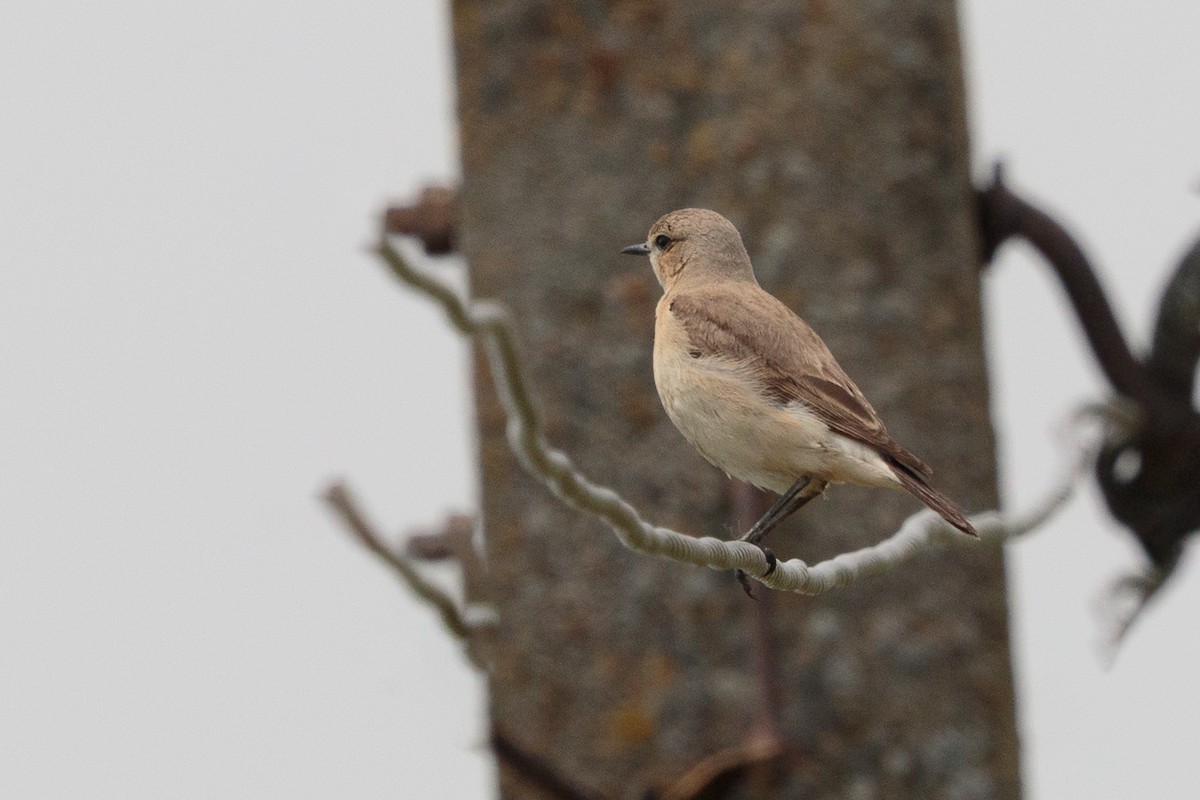סלעית ערבות - ML646189570