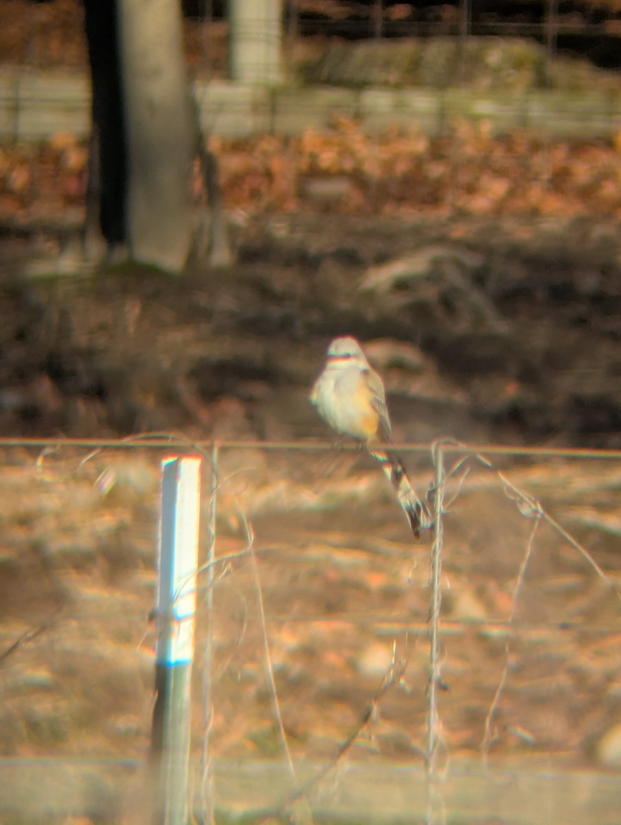 Scissor-tailed Flycatcher - ML646189571