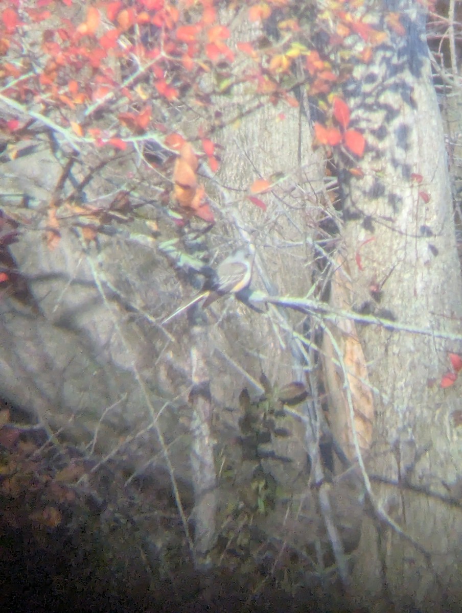 Scissor-tailed Flycatcher - ML646189572