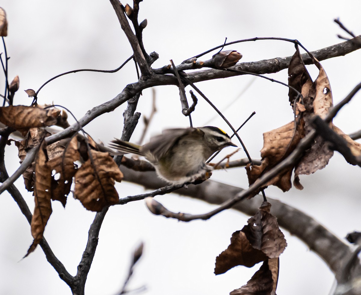 Golden-crowned Kinglet - ML646189574