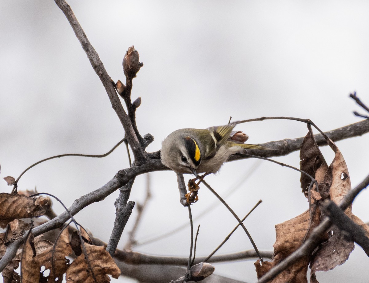 Golden-crowned Kinglet - ML646189575