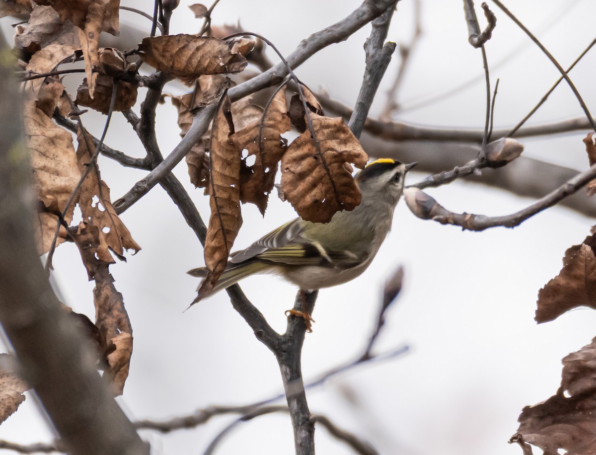 Golden-crowned Kinglet - ML646189576