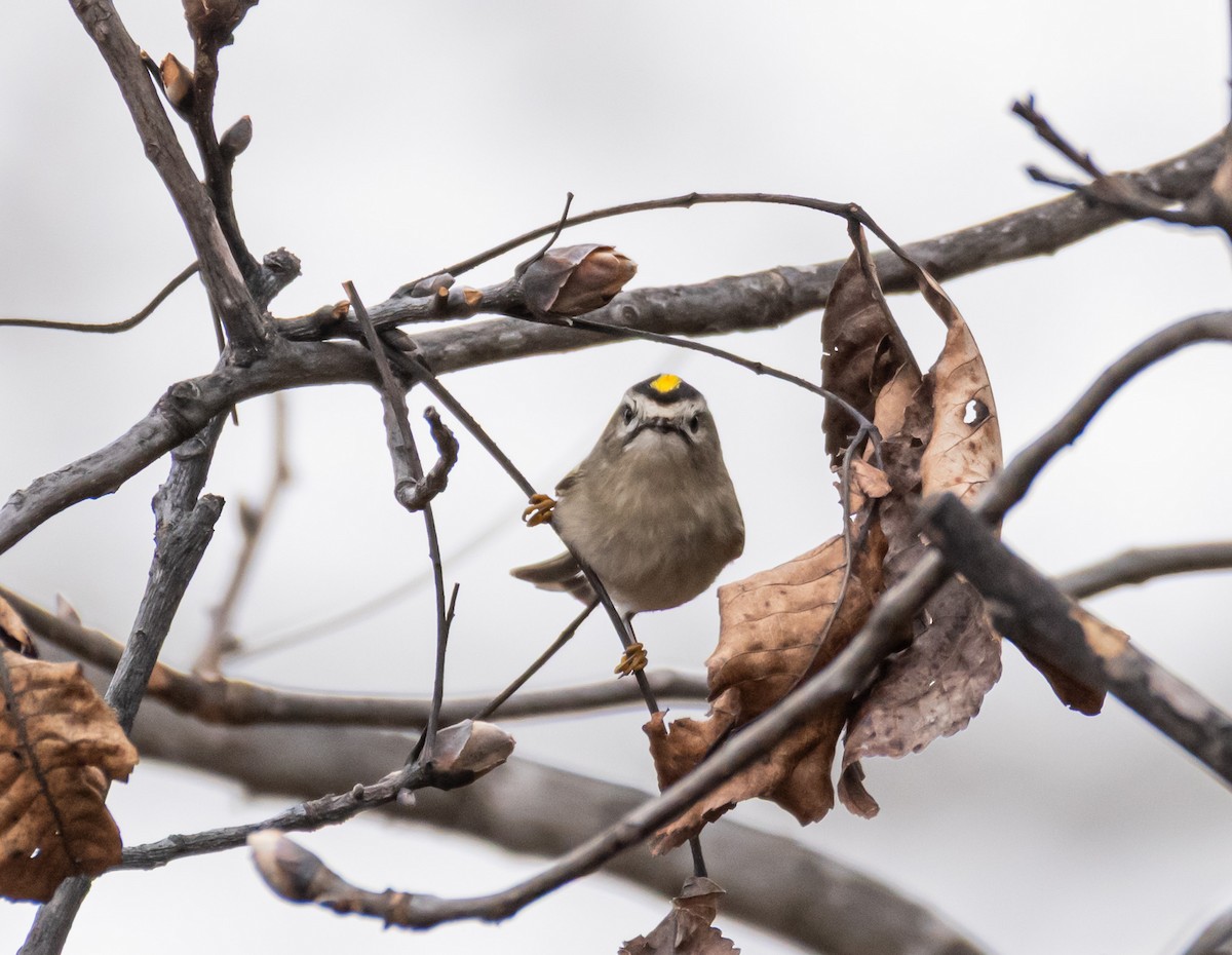 Golden-crowned Kinglet - ML646189577