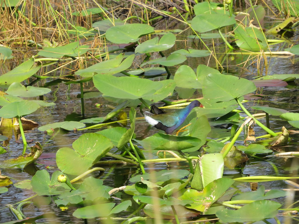 Purple Gallinule - ML646189582