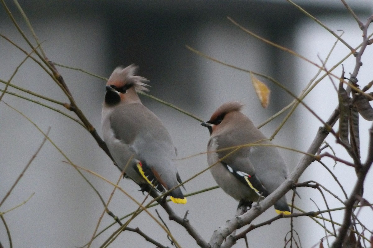 Buztanori boreala - ML646189585