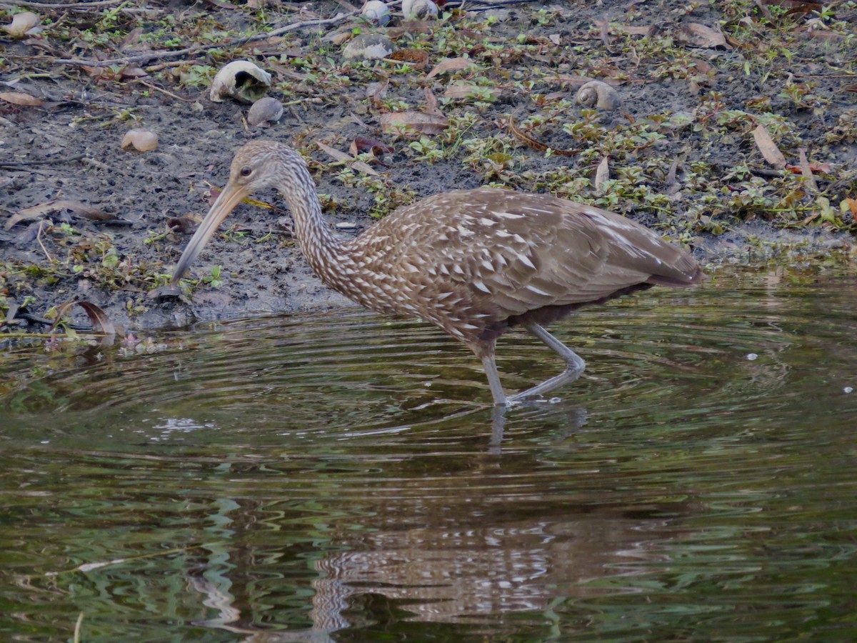 Limpkin - ML646189589