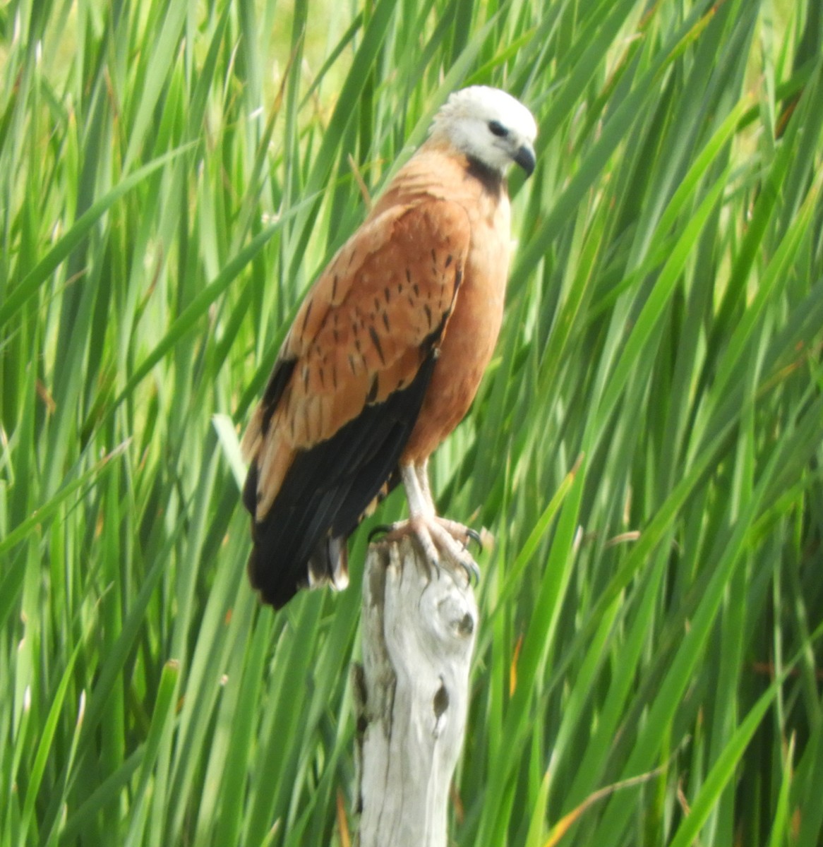 Black-collared Hawk - ML646189591