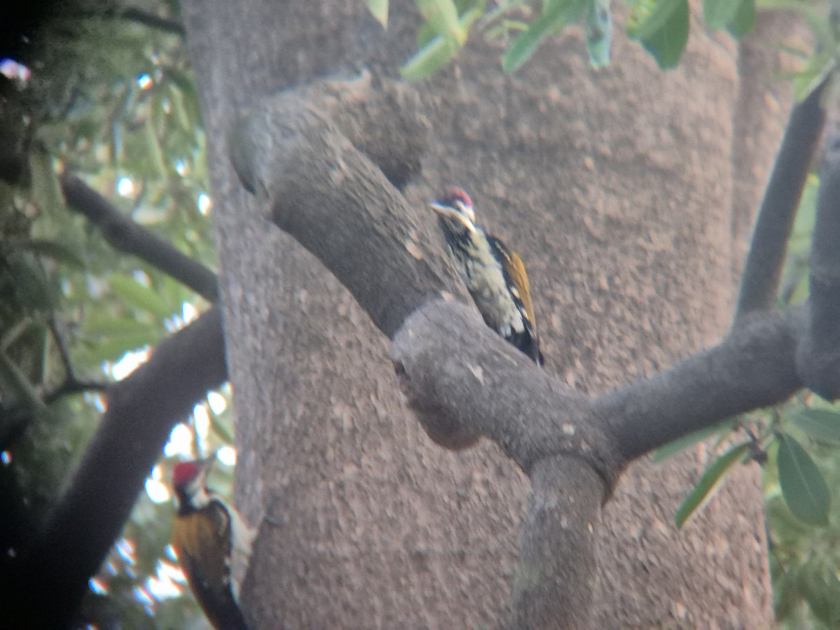 Black-rumped Flameback - ML646189593